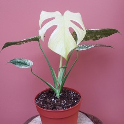 Monstera Mint