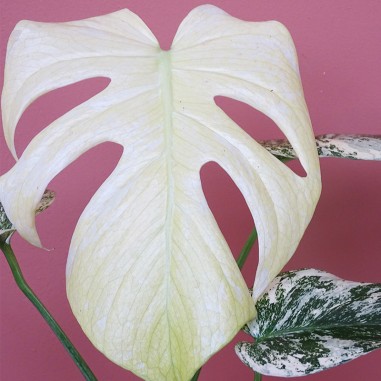 Monstera Mint