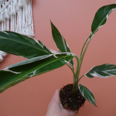 Musa Florida variegata