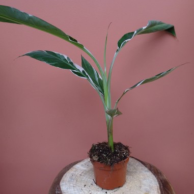 Musa Florida variegata