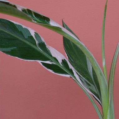 Musa Florida variegata