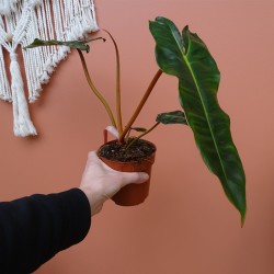 Philodendron Billietiae