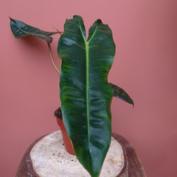 Philodendron Billietiae 2