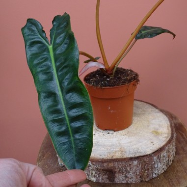 Philodendron Billietiae