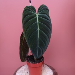 Philodendron Melanochrysum