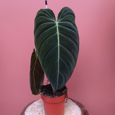 Philodendron Melanochrysum