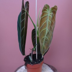 Philodendron Melanochrysum 2