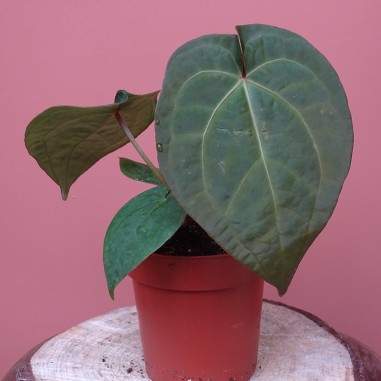 Anthurium Dark pheonix