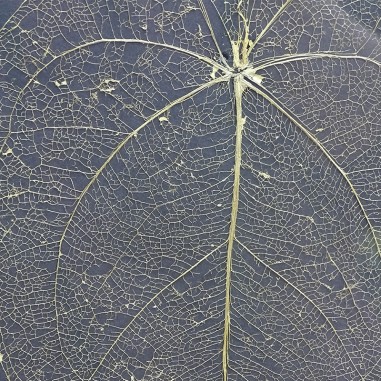 Cadre botanique avec feuille squelette