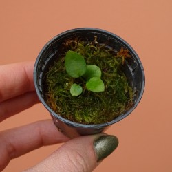 Anthurium Pallidiflorum
