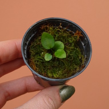 Anthurium Pallidiflorum