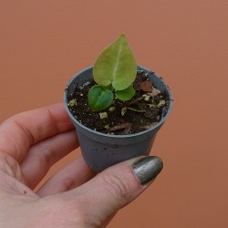 Anthurium Michelle x Forgetii