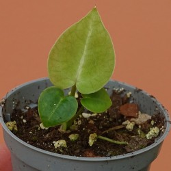 Anthurium Michelle x Forgetii 2