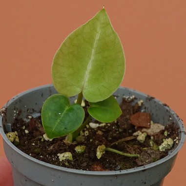 Anthurium Michelle x Forgetii