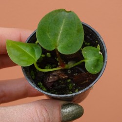 Anthurium Forgetii dark...