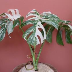 Monstera variegata