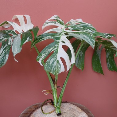 Monstera variegata