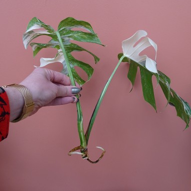 Cutting Monstera variegata