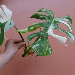 Monstera Variegata M