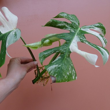 Monstera Variegata M