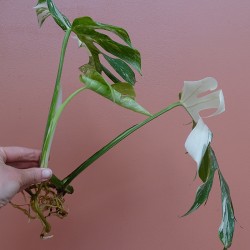 Monstera Variegata M 2