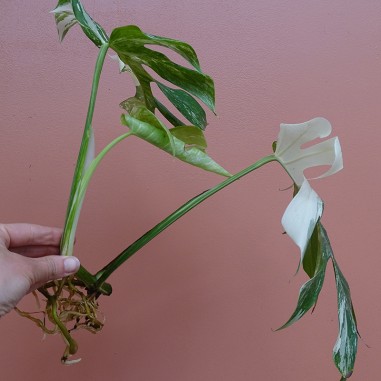 Monstera Variegata M