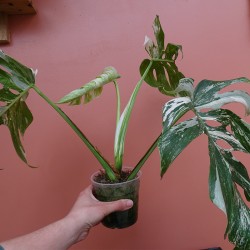 Monstera Variegata M