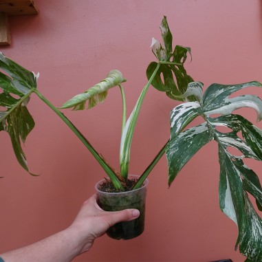 Monstera Variegata M