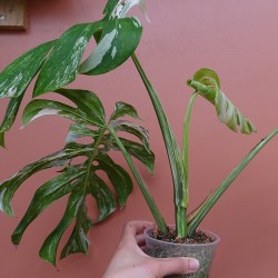 Monstera Variegata M 2