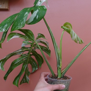 Monstera Variegata M
