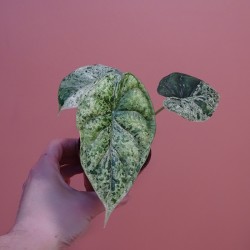 Alocasia Dragon scale mint