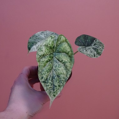 Alocasia Dragon scale mint