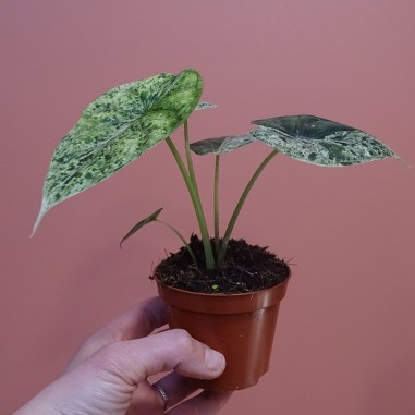 Alocasia Dragon scale mint