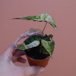 Alocasia Polly Variegata Aurea