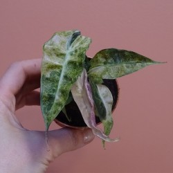 Alocasia Polly Variegata Aurea 2