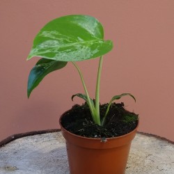 Monstera Deliciosa Bulbasaur