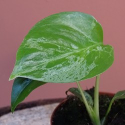 Monstera Deliciosa Bulbasaur 2