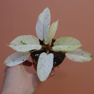 Philodendron 'Snowdrift'
