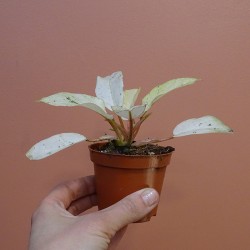 Philodendron 'Snowdrift' 2