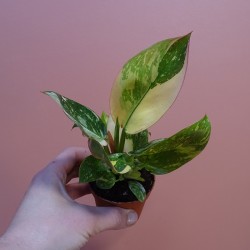 Philodendron 'Green Congo'...