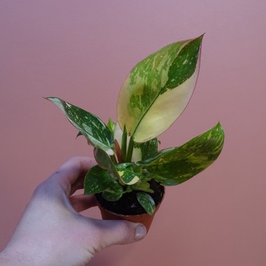 Philodendron 'Green Congo' panaché