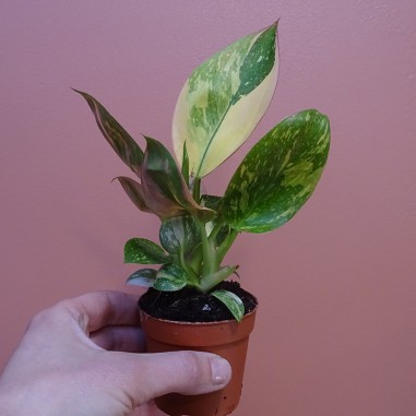 Philodendron 'Green Congo' panaché
