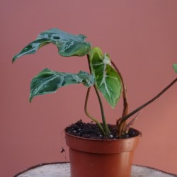 Philodendron gloriosum... 2