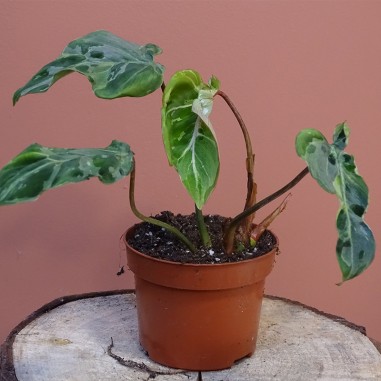 Philodendron gloriosum 'Snow Leopard'