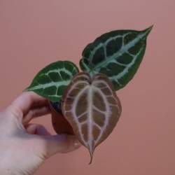 Anthurium Silver Blush Mint...