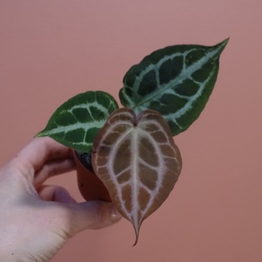 Anthurium Silver Blush Mint x Michelle