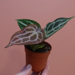 Anthurium Silver Blush Mint... 2