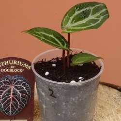 Anthurium 'Michelle' by...
