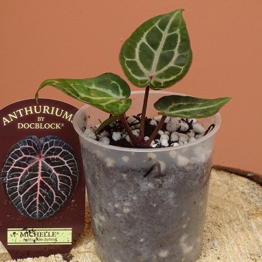 Anthurium 'Michelle' by Docblock