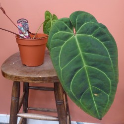 Anthurium Docblock Dark &...